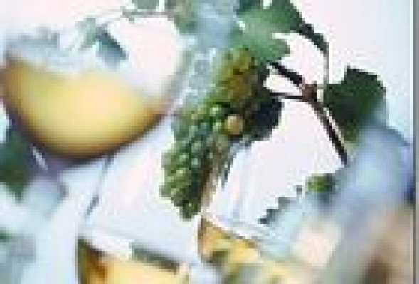 Guía de buenos e innovadores vinos blancos 