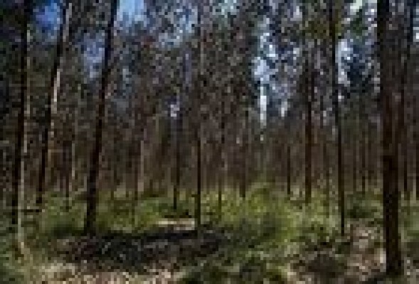Ence logra triplicar la producción de madera gracias a la innovación