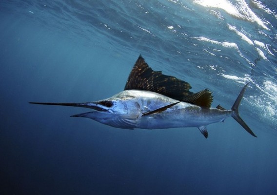 Cepesca aboga por la adopción de medidas para recuperar el pez espada del mediterráneo