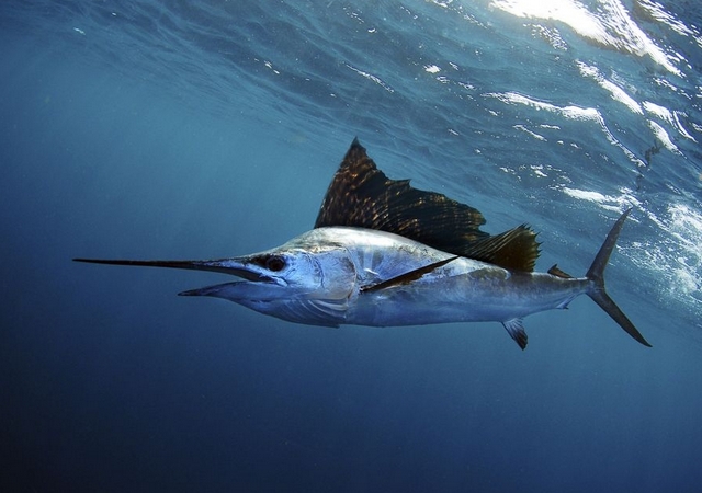 Cepesca aboga por la adopción de medidas para recuperar el pez espada del mediterráneo