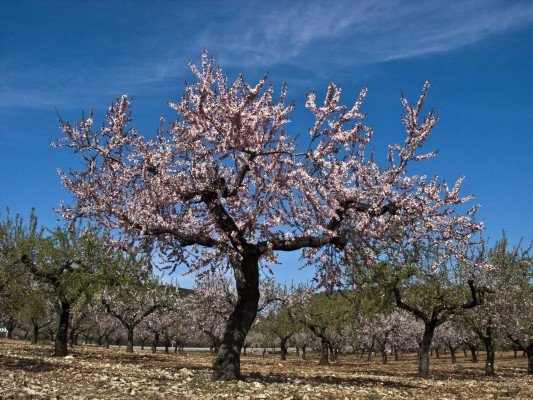 Los precios de la almendra se desploman justo cuando entran en producción los nuevos campos