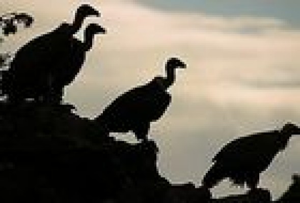 'Rent seekers'  Confiscadores de renta ajena