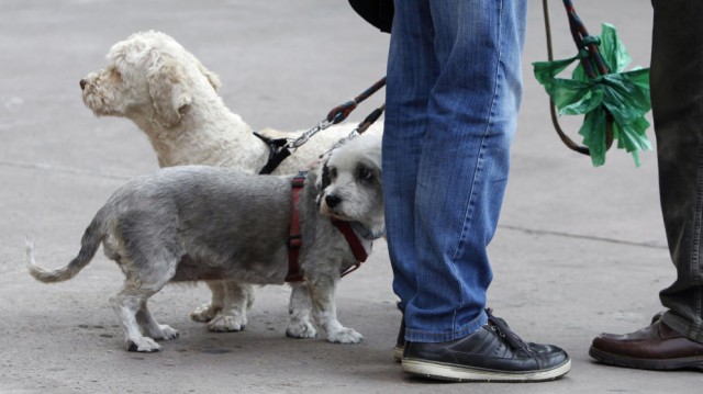 
La libertad y las mierdas de perro


