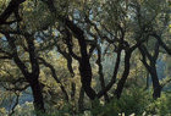 Protegiendo la biodiversidad 