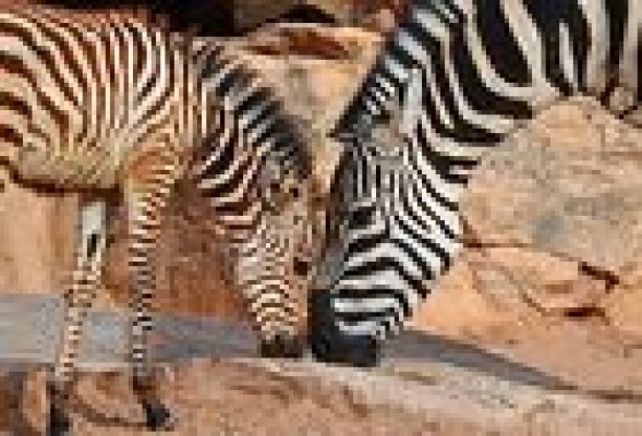 'Baby boom' en el Bioparc de Valencia