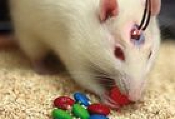 Studying the Brain 