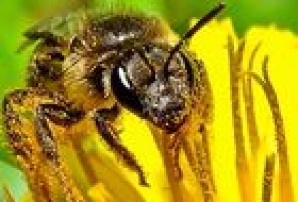 Un paso más en la protección de las abejas