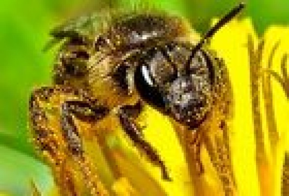 One More Step in Bee Protection