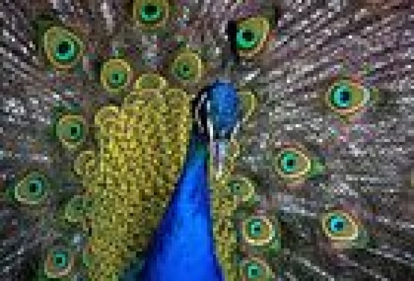 ¿Por qué las aves muestran una coloración tan diversa?