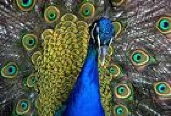 Why do birds show such a wide diversity of colour?