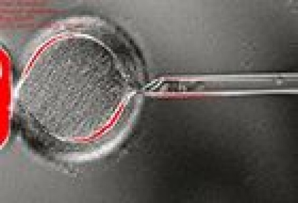 ¿Quién habla de clonación humana?