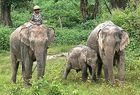 Why do Elephants Eat Soil?