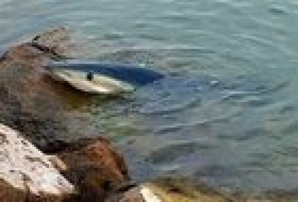 El tiburón de las playas de Valencia muere en Alboraia