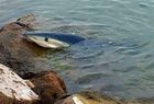 El tiburón de las playas de Valencia muere en Alboraia