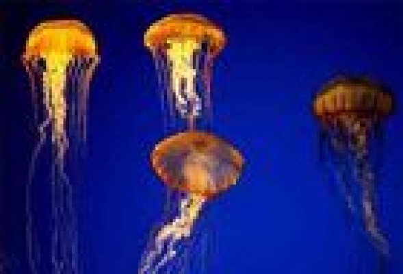 Medusas: lavar con agua salada y tapar las heridas