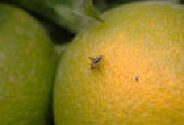 Este martes se inician los tratamientos terrestres contra la mosca de la fruta en zonas citrícolas