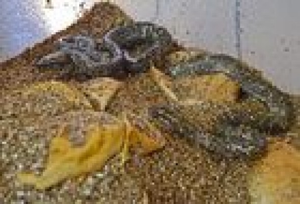 La serpiente más grande de África (Pitón Seba) se reproduce en el Bioparc