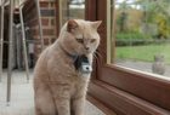 Así es el supuesto reality de la BBC protagonizado por gatos