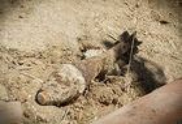 La Guardia Civil destruye una granada y un mortero de la Guerra Civil en Alcora