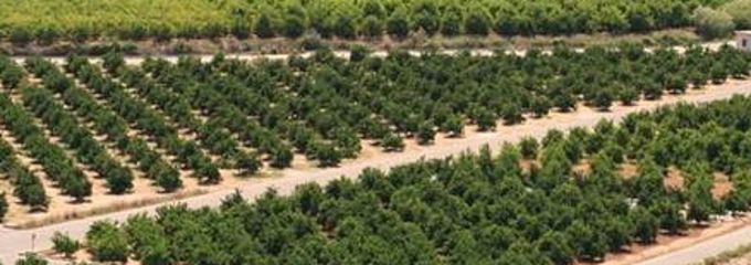 <strong>No hay naranjos suficientes para el jeque</strong>