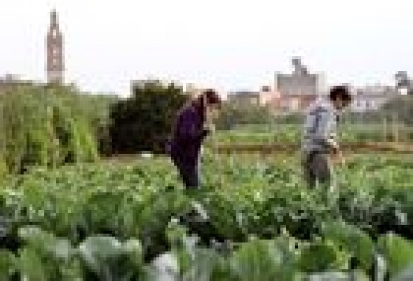 El Consell quiere recuperar para <br />la agricultura la tierra abandonada durante la burbuja inmobiliaria