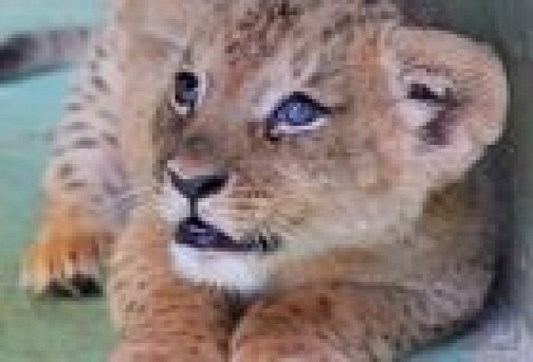 Dos nuevos cachorros de león saldrán este viernes por primera vez al recinto exterior de Bioparc