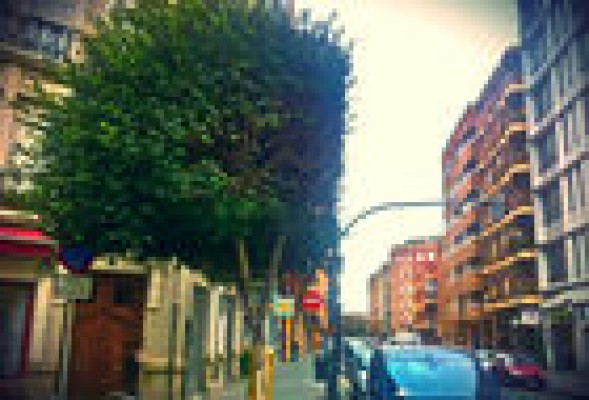 Los árboles de Russafa, a prueba de Fallas