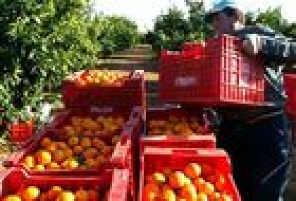 Agricultura intensifica las inspecciones contra los productos de origen dudoso
