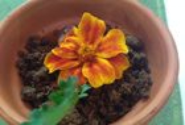 Crítica de #gastronomía | Kiaora y la alta gastronomía verde 