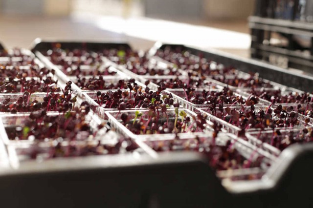 Grupo Citrus (Verdifresh) compra la empresa alemana de ensaladas Thurländer