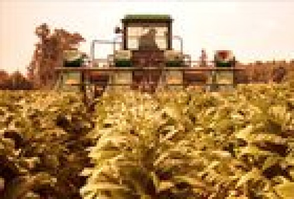 En Extremadura también cuecen habas: las ayudas de la PAC al cultivo del tabaco, 