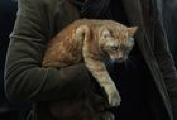 La última estrella que han encumbrado los hermanos Coen es... Ulises, un gato