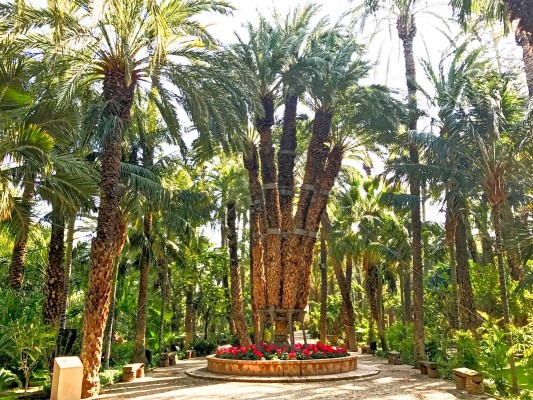 La Palmera Imperial de Elche será candidata a Árbol Europeo en 2019