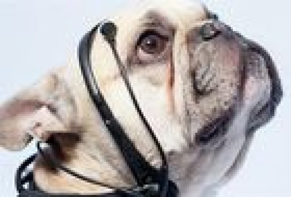 Un invento traduce <br />los pensamientos de los perros en palabras