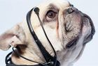 Un invento traduce <br />los pensamientos de los perros en palabras