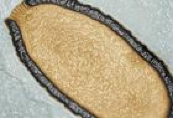 Resucitan un virus gigante tras pasar 30.000 años congelado en Siberia