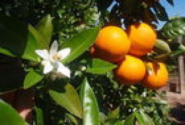 Desarrollan un sistema de visión artificial para clasificar automáticamente naranjas durante su recolección