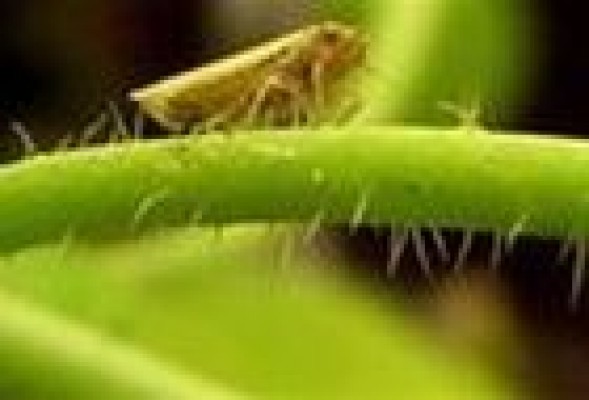 Parásitos bacterianos convierten a las plantas en 'zombis'