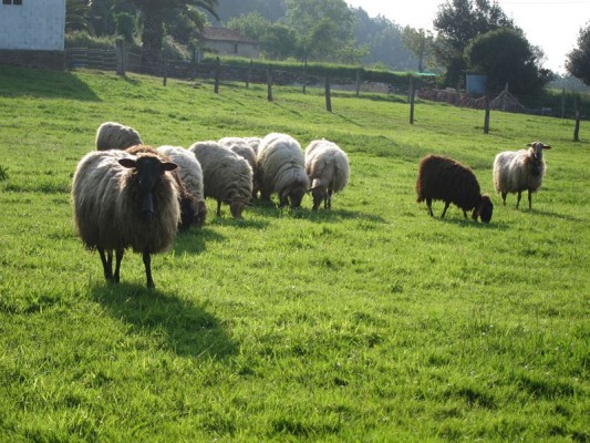 El 75% de europeos y el 80% de españoles cree necesario mejorar el bienestar de los animales