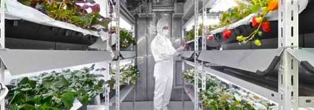 Fujitsu vende lechuga cultivada en salas esterilizadas como en las que se fabrican chips