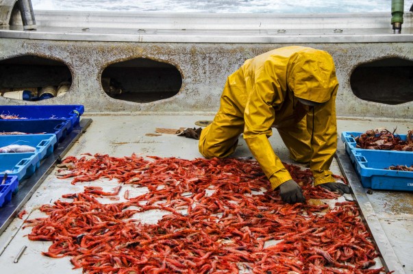 Gambes més enllà d’Orió