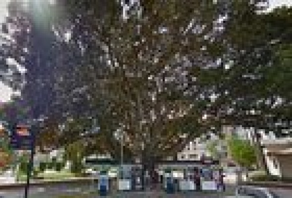 Un ficus protegido obliga a trasladar la gasolinera del Parterre de Valencia