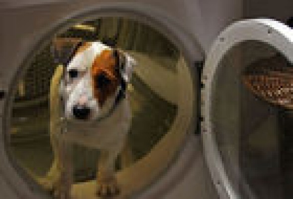 'Pancho, el perro millonario'; la comedia infantil que nació de un anuncio 