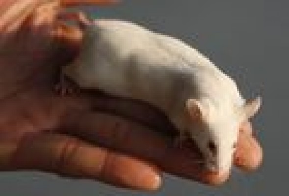 Las ratas también muestran signos de arrepentimiento