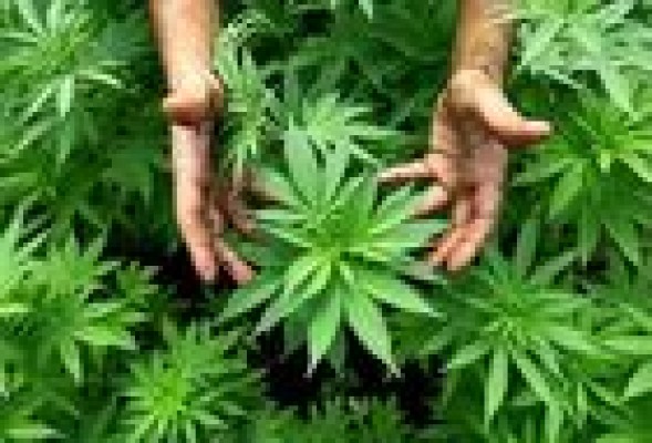 Los inspectores de Hacienda proponen legalizar prostitución y drogas blandas