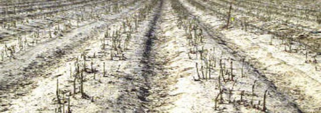 Desastre en la cosecha de uva de las comarcas productoras valencianas