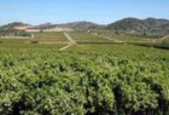 En busca de una solución común para Porchinos 