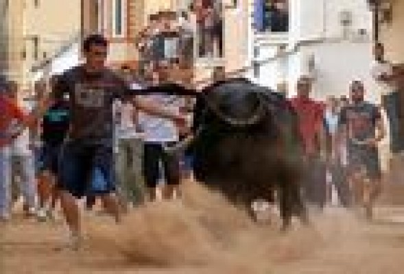 El consell presupuestará en 2015 una línea de crédito para els bous al carrer