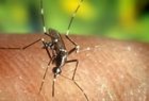 Consejos de salud para unas vacaciones tropicales: cómo no contraer las enfermedades más comunes