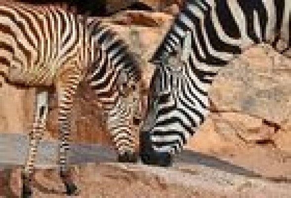 Bioparc y Mundomar, elegidos los novenos mejores zoo y acuario del mundo por los viajeros de TripAdvisor